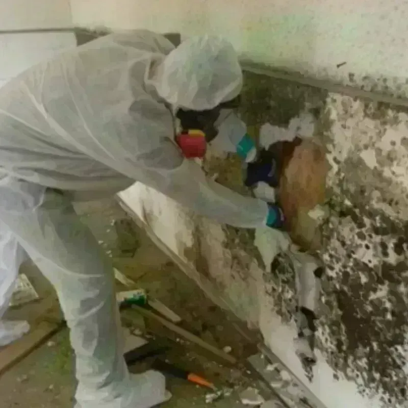 Mold Remediation and Removal in Hoback, WY